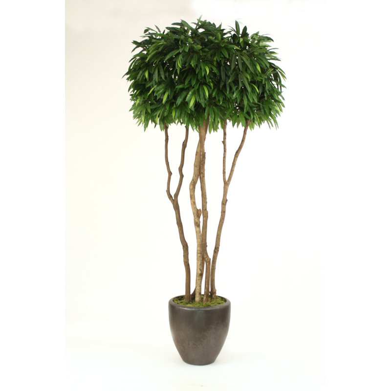 Distinctive Designs Artificial Mango Tree in Planter Wayfair
